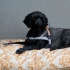 Almohada impermeable para perros con relleno. talla grande